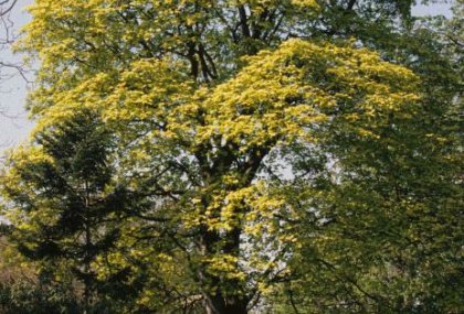 ACER PSEUDOPLATANUS (YALANCI ÇINAR YAPRAKLI AKÇAAĞAÇ)